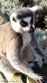 Ring Tailed Lemur - A5 card