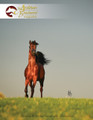 The Arabian Breeders' Magazine - Volume I Issue IV