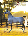 The front cover of The Arabian Breeders' Magazine Volume II Issue III  - Exxalt