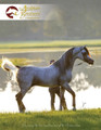 The Arabian Breeders' Magazine - Volume III Issue III