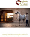 The Arabian Breeders' Magazine - Volume VII Collectors' Edition