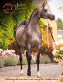 The Arabian Breeders' Magazine 2025 Collectors' Edition