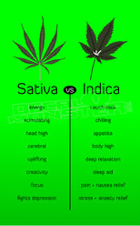 Marijuana Weed Sativa vs Indica Informative Decal Sticker