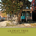 Oldest Tree in Buffalo