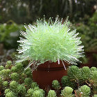 Magic Cactus Crystal - Green