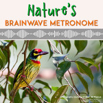 Natures Brainwave Metronome MP3