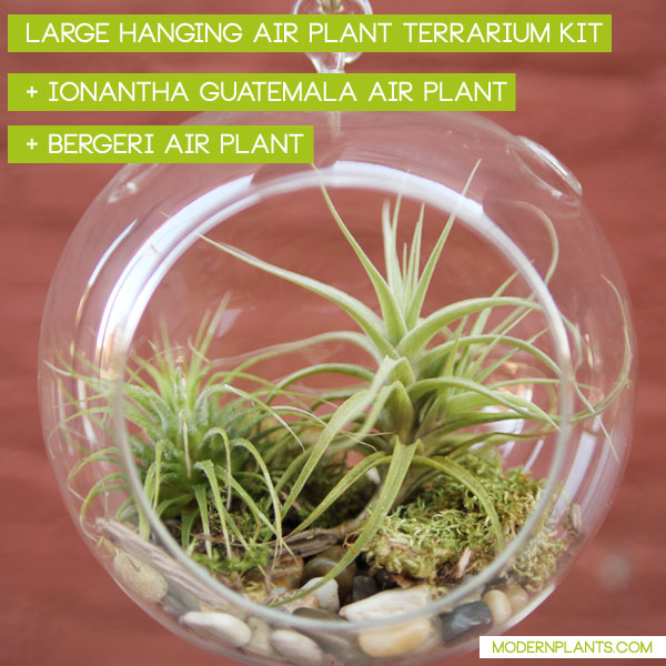 bergeri-air-plant