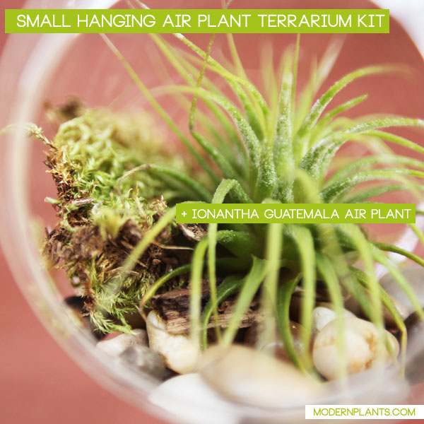 hanging-air-plant-terrarium-kit-small-2.2.jpg