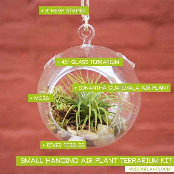 hanging-air-plant-terrarium-kit-small-showcase.jpg