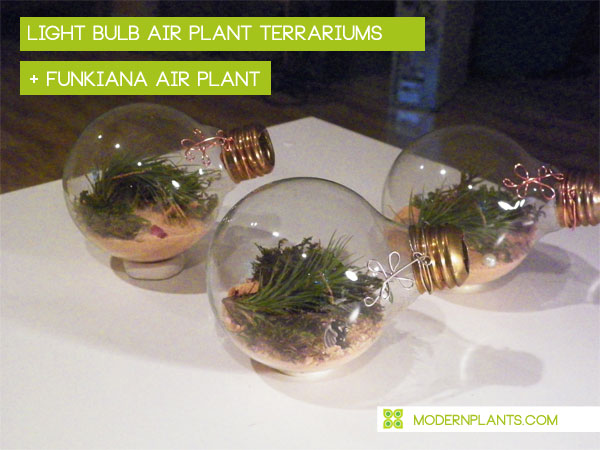 light-bulb-air-plant-terrarium.jpg