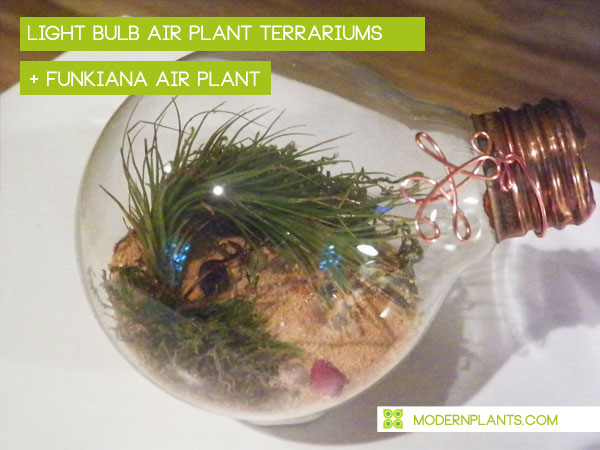 light-bulb-air-plant-terrariums.jpg