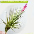 Aeranthos Hybrid Giant Air Plant