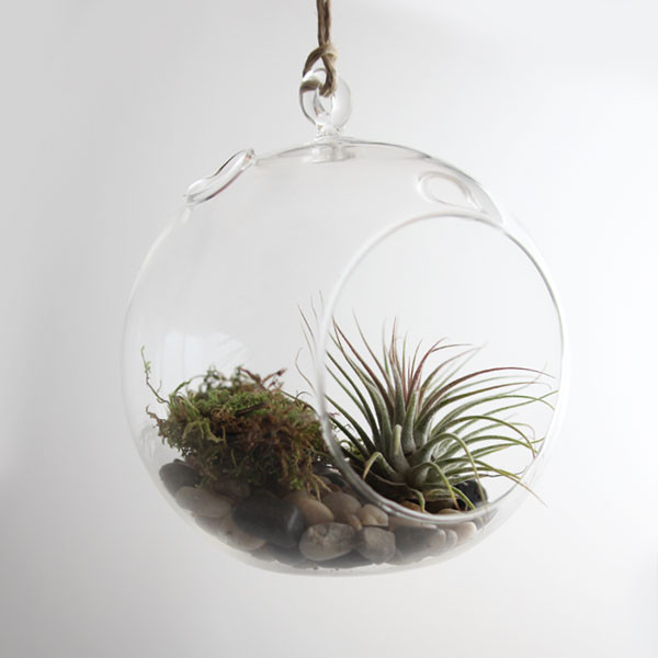 Air Plant Terrarium Kit