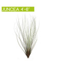 Juncea air plants