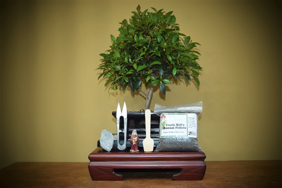 Quality Bonsai Trees Supplies 100 000 Trees Shipped