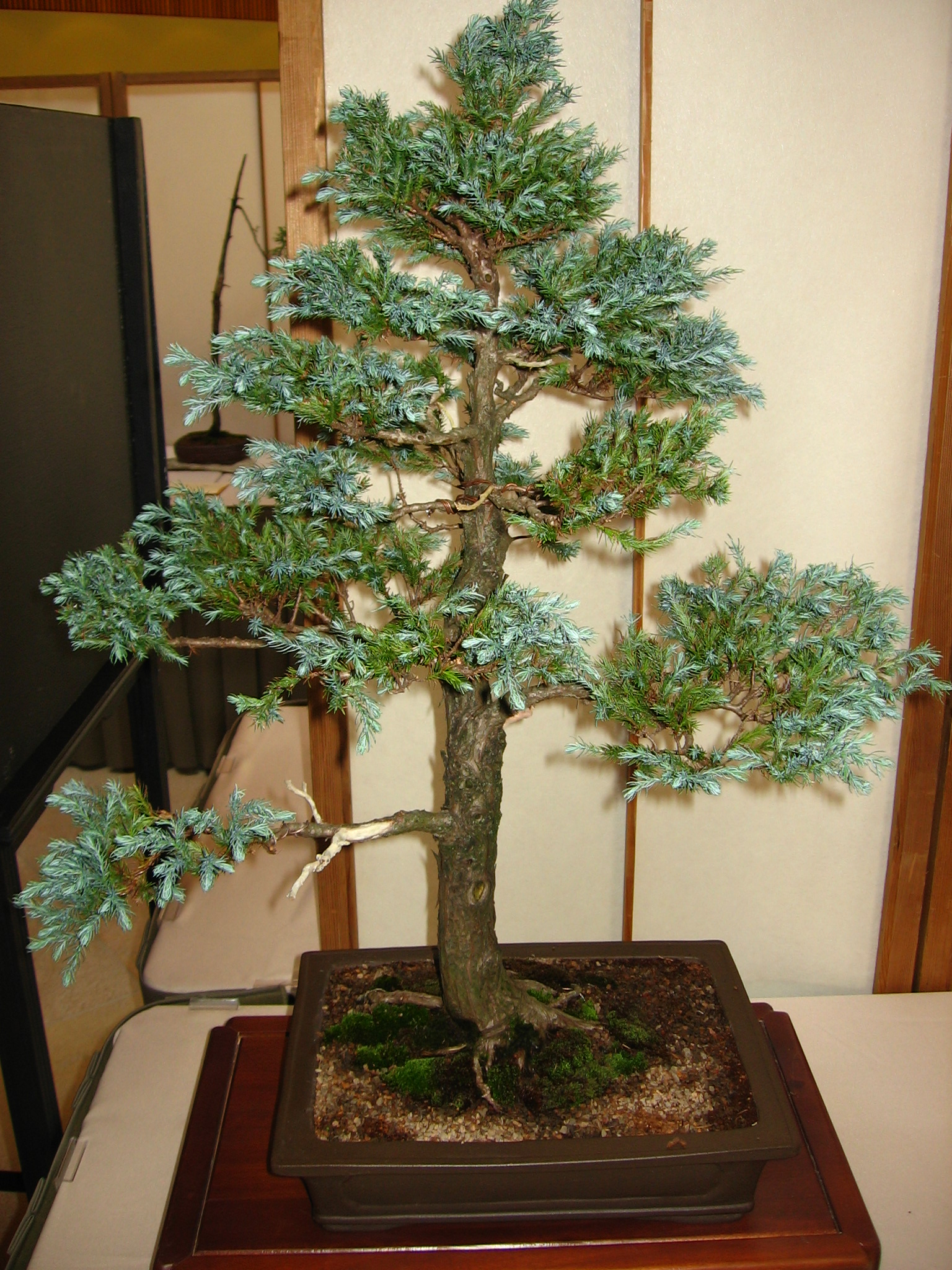 Growing a Bonsai Tree is Easier than You Think Bonsai Outlet