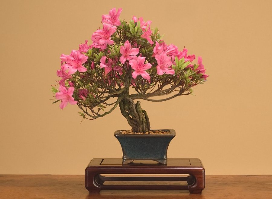 Real Japanese Bonsai Tree For Sale - Bonsai Image