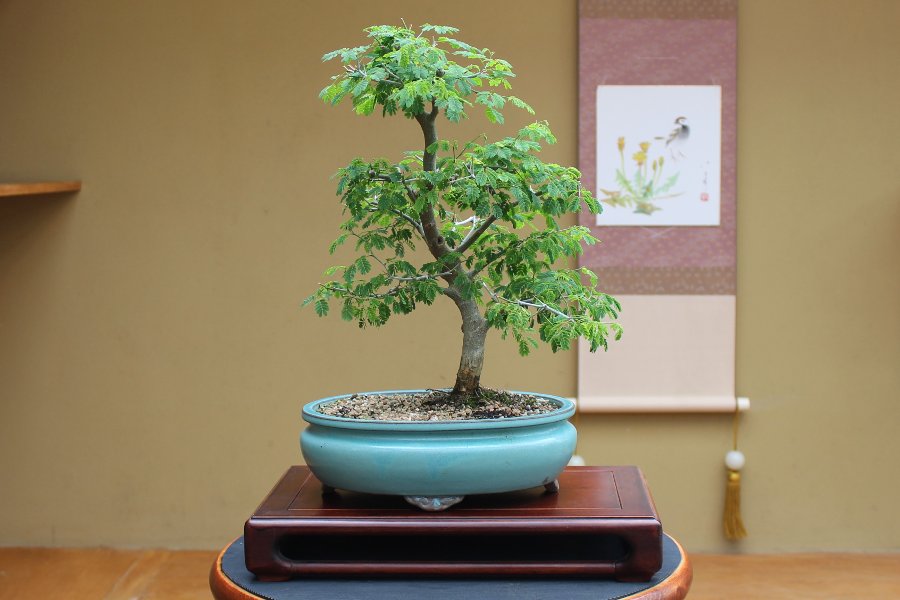Pinkdose 5 Pcs Japanese Cinnamon Tree Dwarf Trees Bonsai Indoor Bonsai Pot Container Home Garden Supplies Plant 