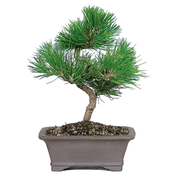 Japanese Black Pine Care