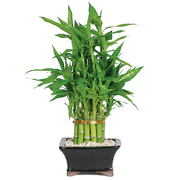 Lucky Bamboo Care   Lucky Bamboo 