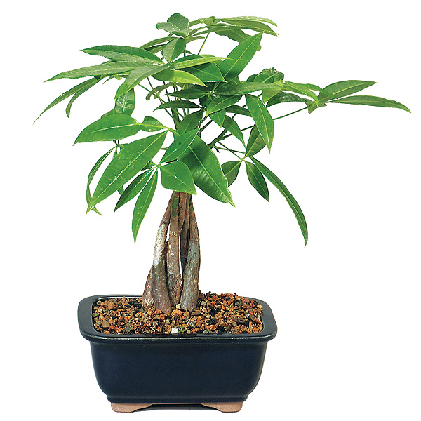 money tree bonsai tree