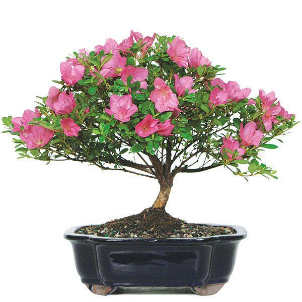 satsuki azalea bonsai tree