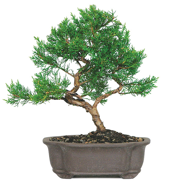 here s a thought bonsai random bonsai thoughts for all bonsai outlet here s a thought bonsai random bonsai thoughts for all bonsai outlet