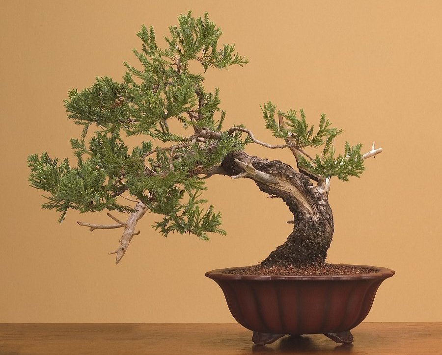 Quality Bonsai Trees and Supplies - Bonsai Tree Care Guides