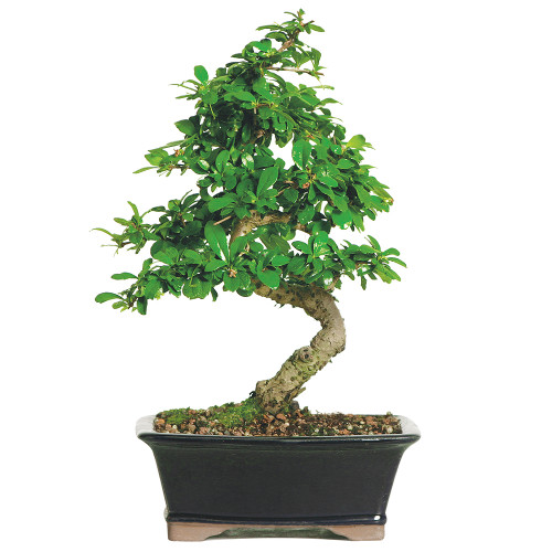 Fukien Tea Bonsai Tree (Indoor - FT08) - Bonsai Outlet Fukien Tea Bonsai Tree (Indoor - FT08) - Bonsai Outlet