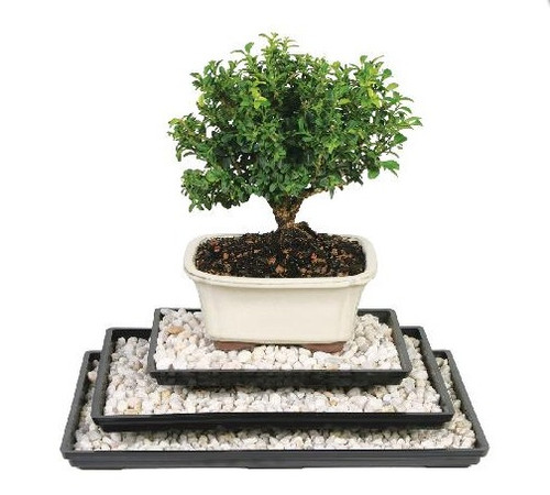 Classic Humidity Tray & Rocks - Bonsai Outlet
