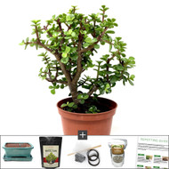 Money Tree Grove Indoor Bonsai Outlet Earn Money Online Nigeria