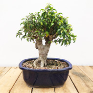 Indoor Bonsai Tree for Beginners | Great for Corporate Gifts ... Indoor Bonsai Tree for Beginners | Great for Corporate Gifts ...