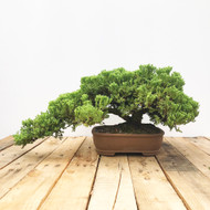 Outdoor bonsai