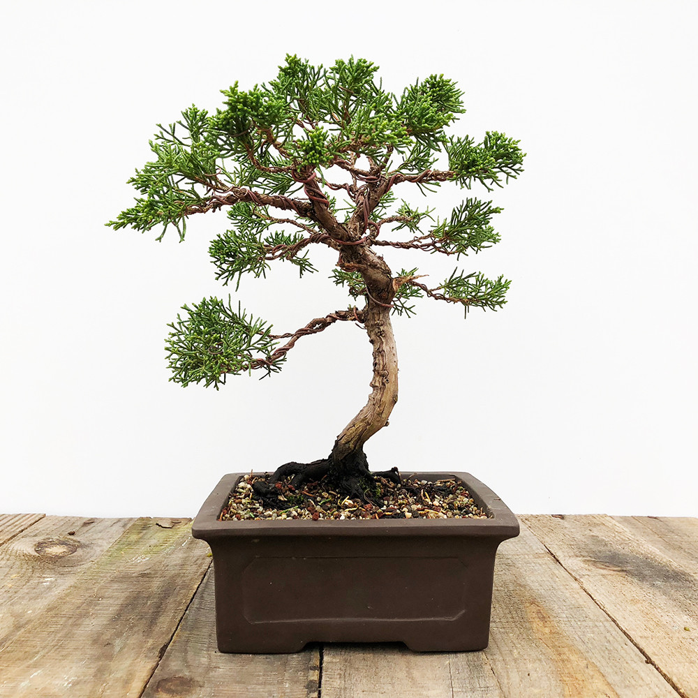 Amazing Bonsai Trees: Bonsai Tree 25 Years Old Amazing Bonsai Trees: Bonsai Tree 25 Years Old