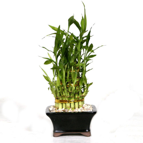 Lucky Bamboo - Three Tier Pyramid (Indoor) - Bonsai Outlet