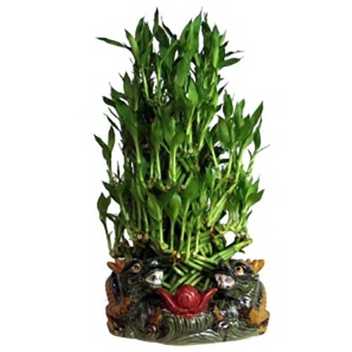 5 layer dragon bamboo