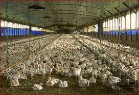 chix-cagefree-prod.jpg