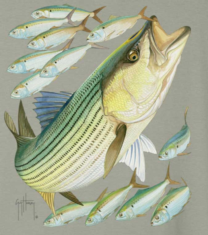 Guy Harvey Striped Bass Men's Back-Print Tee w/ Pocket in Ocean Blue,  Stonewashed Green or White