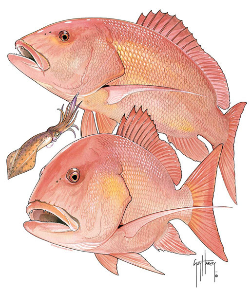 red snapper shirt