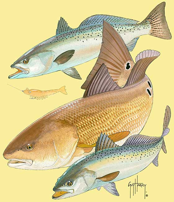 guy harvey redfish