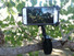 iPhone bow mount clamped to tree branch