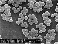 staph-a.jpg staph-a.jpg