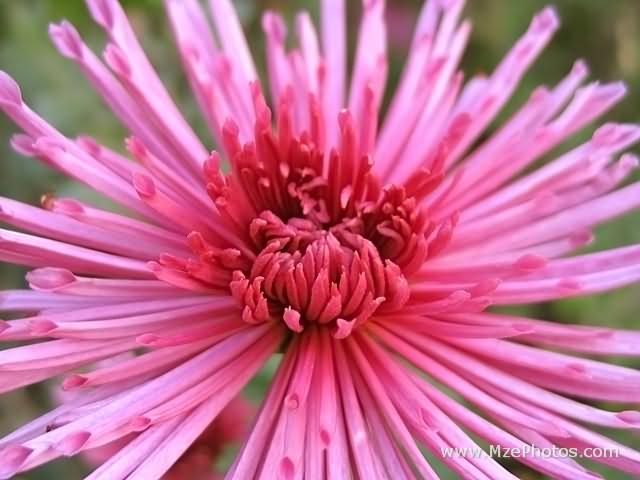 November Birth Flower Chrysanthemum Oak Farms Flower Outlet Inc