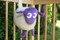 Ewan the Dream Sheep