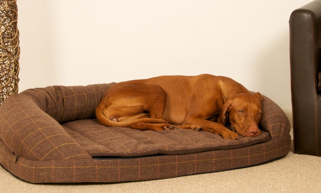 Over the outlet top dog beds