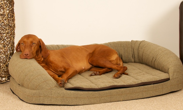 How to choose the right dog bed shape, size and filling Over The Top