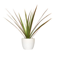 Pure White Porcelain Planter with Rainbow Palm
