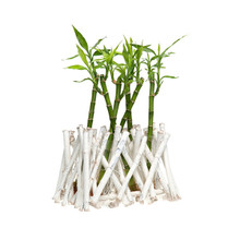 White Bamboo Planter with Bamboo Stalks