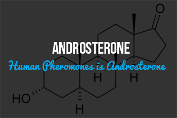 Pheromone Androsterone