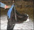 Calf Weighing Sling